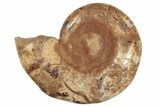 Crystal Filled, Cut & Polished Ammonite Fossil - Jurassic #191018-5